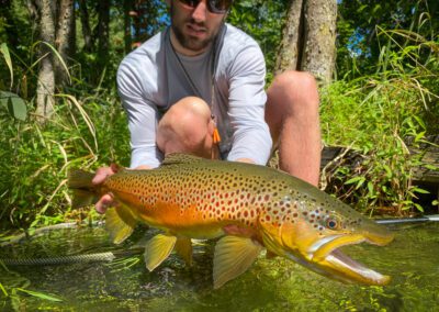 Big Brown Trout Fly Fishing