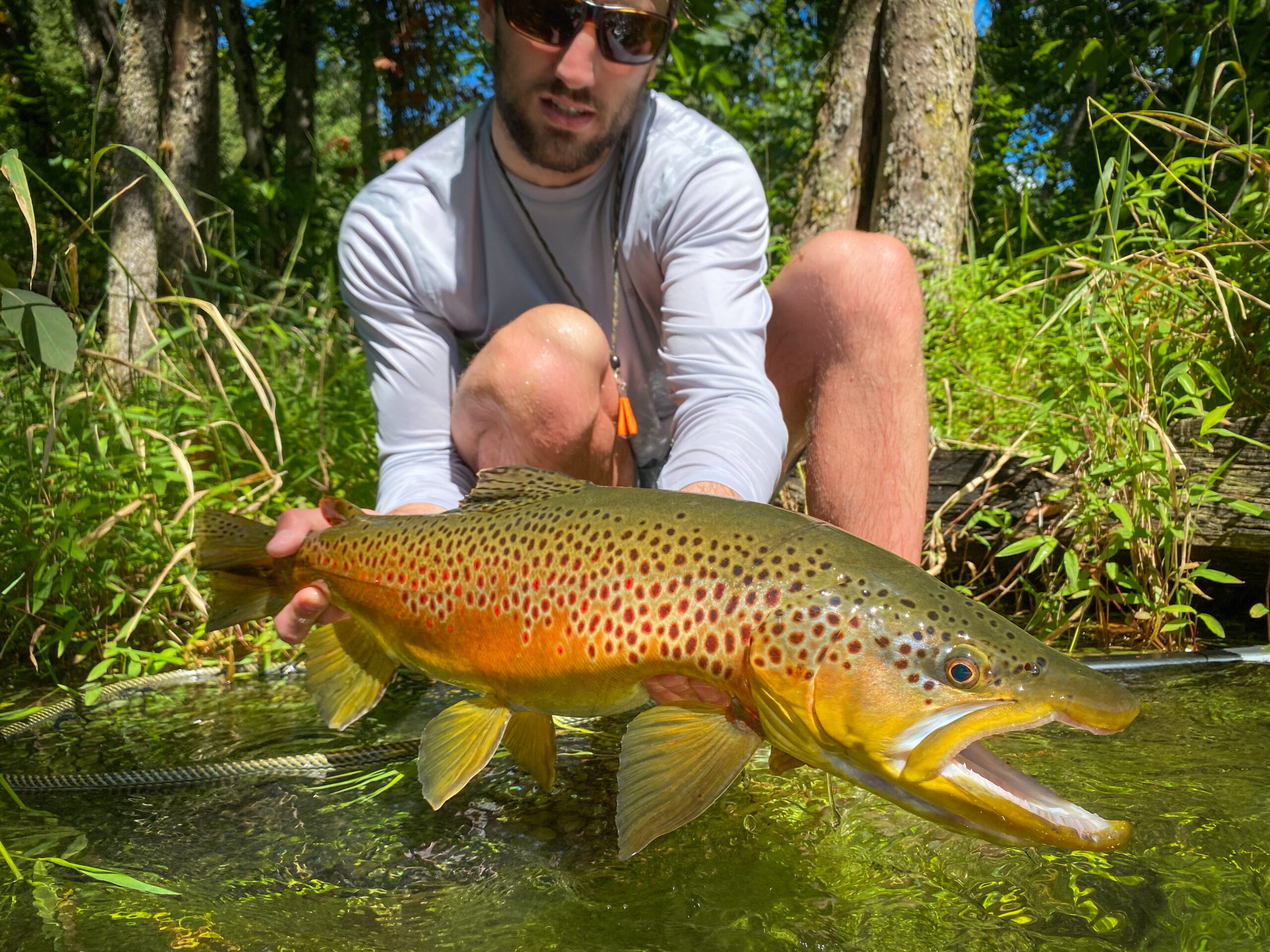 Big Brown Trout Fly Fishing