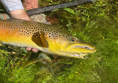 Brown Trout in Tennessee