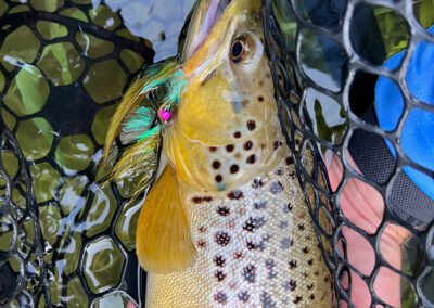 Watauga River Brown On Streamer Pattern