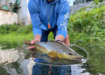 Brown Trout From The Watauga River