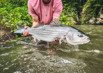 Striper fishing in East Tennessee