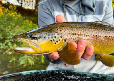 Wild Brown Trout From South Holston River