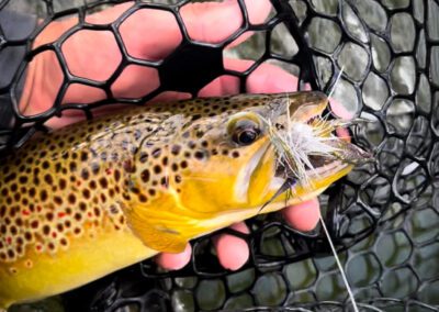 Brown Trout on Deer Hair Streamer