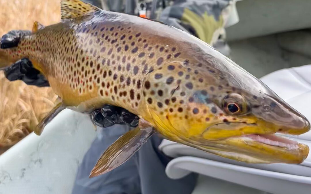 January 2023 – South Holston River Fishing Report