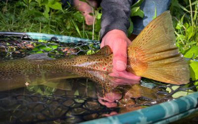 May 2023 – Watauga River Fishing Report